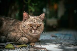 Bengalen Katze Lügen auf Fußboden und aussehen beim Kamera, Haustier und Tier foto