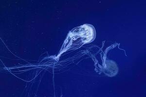 Gruppe von fluoreszierend Qualle Schwimmen unter Wasser Aquarium Schwimmbad. foto