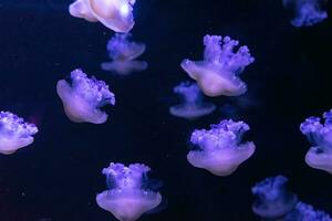 Mittelmeer Qualle, gebraten Ei, Kotylorhiza Tuberkulata, schwimmen im Aquarium foto