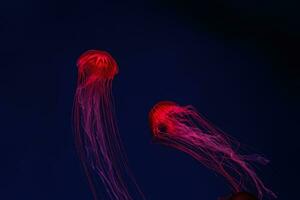 fluoreszierend Qualle Schwimmen unter Wasser Aquarium Schwimmbad mit rot Neon- Licht. foto