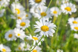 wild Gänseblümchen Blume wachsend auf Wiese, Weiß Kamille auf Grün Gras Hintergrund. foto