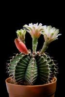 schließen oben Gymnocalycium mihanovichii Kaktus Blume Blühen foto