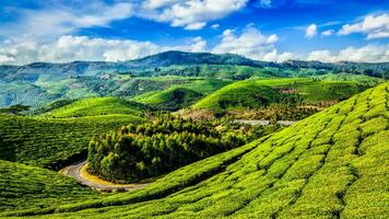 Grüntee-Plantagen in Munnar, Kerala, Indien foto