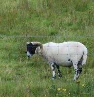 schwarzhaarig Schaf von Schottland Herkunft- foto