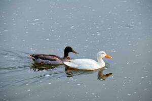 Weiß Pekin und Stockente Ente plappern Enten im Fluss foto