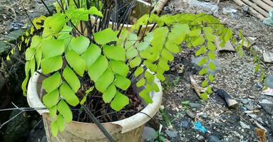 Schwitzen Riese Mädchenhaar, Diamant Mädchenhaar Farn, adiantum trapezförmig ist einer von das Zier Pflanzen Das ist ziemlich Beliebt im Indonesien und ist besser bekannt wie suplir kedondong. foto