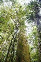 gemäßigt Regen Wald mit Farn Bäume, Neu Neuseeland Regenwald, einheimisch Regenwald foto
