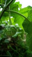 Nahansicht Grün Aubergine hängend von Geäst foto