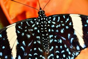 ein Schmetterling mit schwarz und Weiß Streifen auf es ist Flügel foto