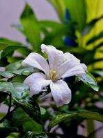 Fokus auf murraya paniculata Blumen im das Morgen. foto