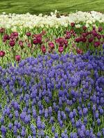 Frühling Tulpen und Hyazinthen im im Gulhan Park, Istanbul. foto