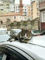 ein Katze Lügen auf das Dach von ein Auto, suchen beim Kamera, Istanbul, Truthahn foto