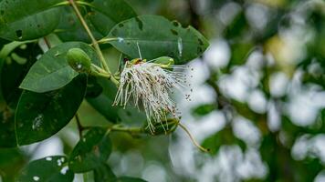 Kork Baum Blühen im das Garten foto