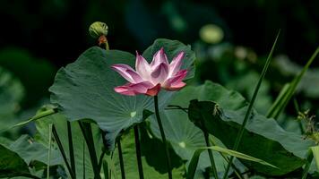 Lotus Blume Blühen im das Garten foto