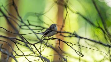 Rotkehlchen Fliegenschnäpper, Taiga Fliegenfänger thront auf Baum foto