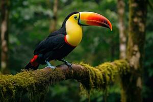 ai generiert Tukan Sitzung auf ein Ast im das Regenwald von Costa rica, ein Tukan mit Blick auf das Amazonas Regenwald, ai generiert foto