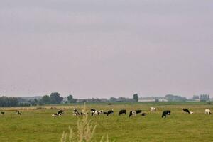 Kühe Weiden lassen im ein Feld auf ein wolkig Tag foto