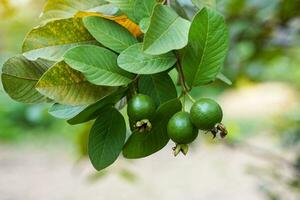 das roh Guave Obst auf das Baum ist ein Obst Das ist hoch im Vitamin c. das Geschmack ist Süss und leicht sauer. das Fleisch ist dick, fein und knackig, Weiß. Sanft und selektiv Fokus. foto