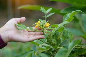 senna Hirsuta ist ein Hülsenfrucht mit Gelb Blumen, behaart Stiele, und gebogen Hülsen. es ist ein medizinisch Pflanze Das hilft zu induzieren schlafen, lindern Fieber, und lindern Urin- Probleme. foto