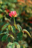 rot Rose im das Garten. Natur Hintergrund. flach Tiefe von Feld. foto