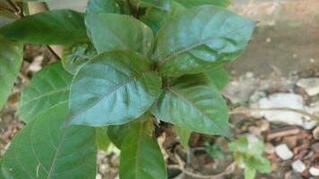 handeuleum Blätter ist ein Alternative Medizin zum Hämorrhoiden foto