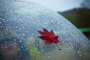 rot Ahorn verlassen auf transparent Regenschirm mit Regen fallen Hintergrund foto