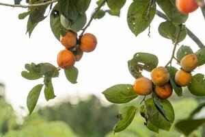 Persimmon Baum frisch Obst Das ist gereift hängend auf das Geäst im Pflanze Garten. saftig Obst und reif Obst mit Persimmon Bäume schön knackig saftig Süss im dalat Stadt, Vietnam foto