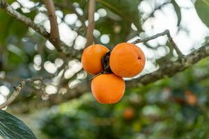 Persimmon Baum frisch Obst Das ist gereift hängend auf das Geäst im Pflanze Garten. saftig Obst und reif Obst mit Persimmon Bäume schön knackig saftig Süss im dalat Stadt, Vietnam foto