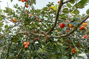 Persimmon Baum frisch Obst Das ist gereift hängend auf das Geäst im Pflanze Garten. saftig Obst und reif Obst mit Persimmon Bäume schön knackig saftig Süss im dalat Stadt, Vietnam foto