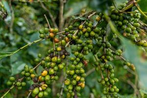 Kaffee Bohnen Reifung, frisch Kaffee, rot Beere Zweig, Industrie Landwirtschaft auf Baum im Vietnam foto