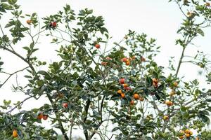 Persimmon Baum frisch Obst Das ist gereift hängend auf das Geäst im Pflanze Garten. saftig Obst und reif Obst mit Persimmon Bäume schön knackig saftig Süss im dalat Stadt, Vietnam foto