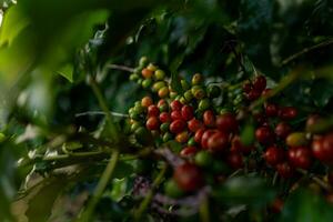 Kaffee Bohnen Reifung, frisch Kaffee, rot Beere Zweig, Industrie Landwirtschaft auf Baum im Vietnam foto