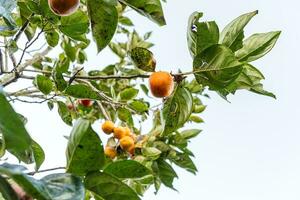 Persimmon Baum frisch Obst Das ist gereift hängend auf das Geäst im Pflanze Garten. saftig Obst und reif Obst mit Persimmon Bäume schön knackig saftig Süss im dalat Stadt, Vietnam foto