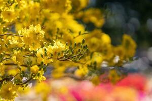 hoa Mai Baum - - ochna Ganzzahl Blume, traditionell Mond- Neu Jahr - - tet Urlaub im Vietnam. Aprikose blühen hell Gelb Blumen im das Frühling Garten. foto