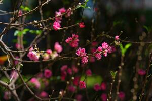 bunt Rosa Blüten blühen im klein Dorf Vor tet Festival, Vietnam Mond- Jahr. Aussicht von Pfirsich Geäst und Kirsche Blüten mit Vietnamesisch Essen zum tet Urlaub foto