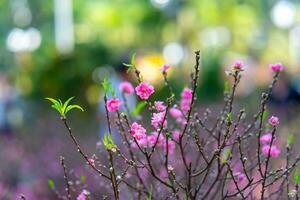 bunt Rosa Blüten blühen im klein Dorf Vor tet Festival, Vietnam Mond- Jahr. Aussicht von Pfirsich Geäst und Kirsche Blüten mit Vietnamesisch Essen zum tet Urlaub foto