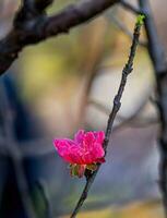 bunt Rosa Blüten blühen im klein Dorf Vor tet Festival, Vietnam Mond- Jahr. Aussicht von Pfirsich Geäst und Kirsche Blüten mit Vietnamesisch Essen zum tet Urlaub foto