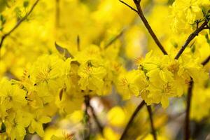 hoa Mai Baum - - ochna Ganzzahl Blume, traditionell Mond- Neu Jahr - - tet Urlaub im Vietnam. Aprikose blühen hell Gelb Blumen im das Frühling Garten. foto