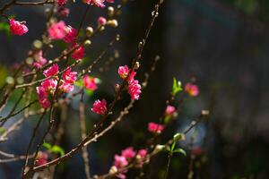 bunt Rosa Blüten blühen im klein Dorf Vor tet Festival, Vietnam Mond- Jahr. Aussicht von Pfirsich Geäst und Kirsche Blüten mit Vietnamesisch Essen zum tet Urlaub foto