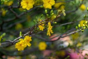 hoa Mai Baum - - ochna Ganzzahl Blume, traditionell Mond- Neu Jahr - - tet Urlaub im Vietnam. Aprikose blühen hell Gelb Blumen im das Frühling Garten. foto