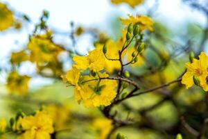 hoa Mai Baum - - ochna Ganzzahl Blume, traditionell Mond- Neu Jahr - - tet Urlaub im Vietnam. Aprikose blühen hell Gelb Blumen im das Frühling Garten. foto