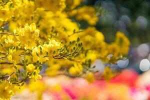 hoa Mai Baum - - ochna Ganzzahl Blume, traditionell Mond- Neu Jahr - - tet Urlaub im Vietnam. Aprikose blühen hell Gelb Blumen im das Frühling Garten. foto