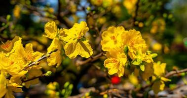 hoa Mai Baum - - ochna Ganzzahl Blume, traditionell Mond- Neu Jahr - - tet Urlaub im Vietnam. Aprikose blühen hell Gelb Blumen im das Frühling Garten. foto