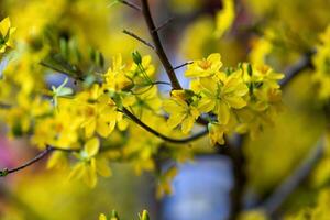 hoa Mai Baum - - ochna Ganzzahl Blume, traditionell Mond- Neu Jahr - - tet Urlaub im Vietnam. Aprikose blühen hell Gelb Blumen im das Frühling Garten. foto