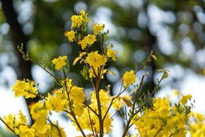 hoa Mai Baum - - ochna Ganzzahl Blume, traditionell Mond- Neu Jahr - - tet Urlaub im Vietnam. Aprikose blühen hell Gelb Blumen im das Frühling Garten. foto