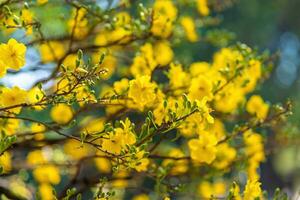 hoa Mai Baum - - ochna Ganzzahl Blume, traditionell Mond- Neu Jahr - - tet Urlaub im Vietnam. Aprikose blühen hell Gelb Blumen im das Frühling Garten. foto