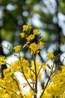 hoa Mai Baum - - ochna Ganzzahl Blume, traditionell Mond- Neu Jahr - - tet Urlaub im Vietnam. Aprikose blühen hell Gelb Blumen im das Frühling Garten. foto