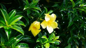 Natur Gelb Blume und Blatt foto