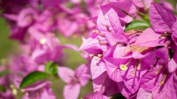 Natur lila Blumen und Blatt foto