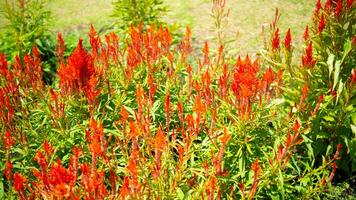 Natur rot Blumen und Blatt foto